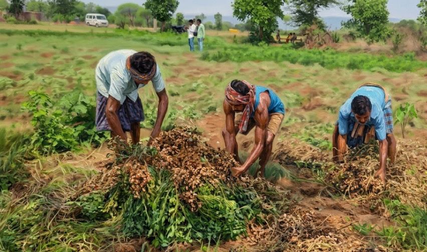 Groundnut Cultivation Boosts Farmers&rsquo; Income in Nuapada, Driving Rural Agricultural Transformation